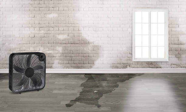 Best Flood damage cleanup  in Sheridan, IL